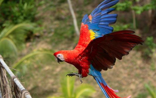 绯红金刚鹦鹉怎么养?绯红金刚鹦鹉的特点