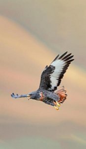 ​草鱼用什么粘网最好(草鱼用什么粘网)