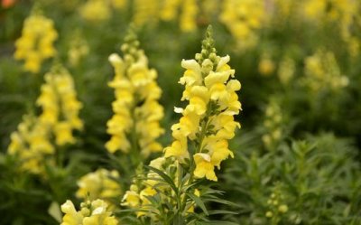 ​金鱼草是什么？金鱼草的养殖方法