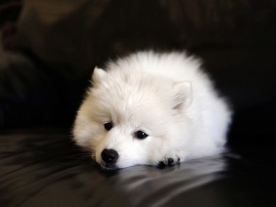 ​萨摩耶吃什么食物（萨摩耶吃啥为主食）