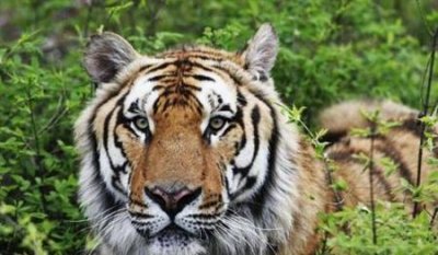 ​正气代表什么生肖