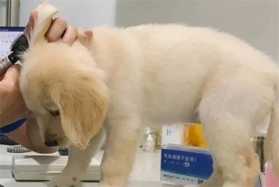 ​金毛缺钙要不要打针