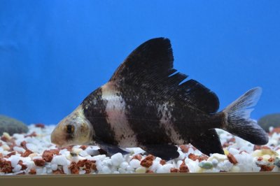 ​淡水鱼系列小科普 | 亚洲美人鱼——胭脂鱼