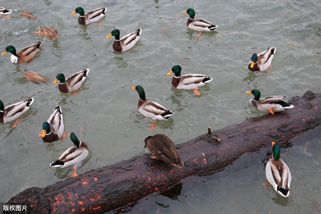 绿头鸭和野鸭傻傻分不清？看完你就知道了