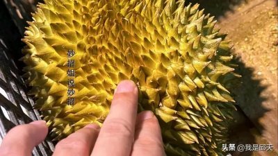 ​“榴莲选购指南：五大诀窍助你轻松挑选出皮薄肉多的榴莲”