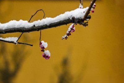 ​寒梅的来历和寓意你知道吗？