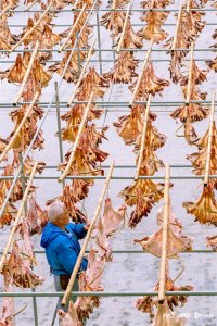 ​300多年传承，真香！清远连州东陂腊味进入销售旺季