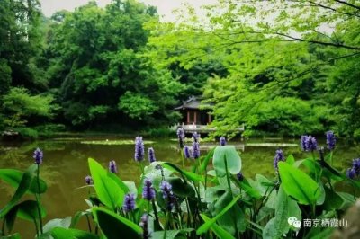 ​栖霞山风景名胜区临时调整门票价格至10元