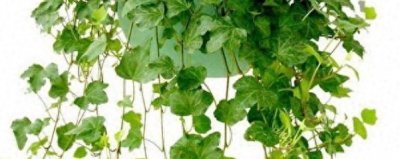 ​常春藤的养殖方法及注意事项