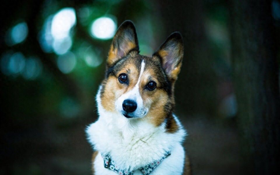 柯基美图鉴赏 4（可爱柯基壁纸，使用请点赞关注）