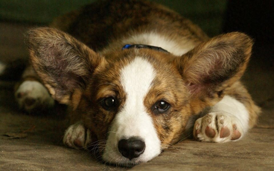 柯基美图鉴赏 4（可爱柯基壁纸，使用请点赞关注）