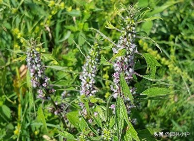 ​传说中的“益母草”，原来长这样