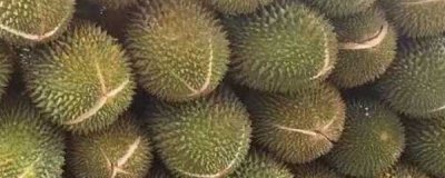 ​榴莲核怎么种盆栽