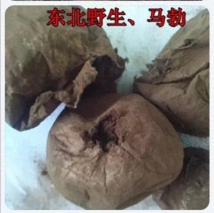 ​每日一味中药——马勃