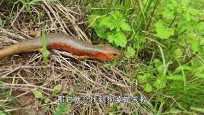 ​你知道农村有一种动物叫做“狗婆蛇”吗？