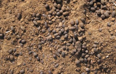 ​羊粪当植料养花前，掌握住用量、发酵方法，养啥花都能旺