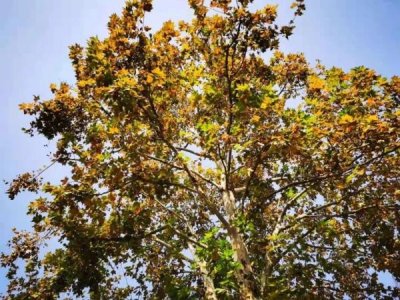 ​刚刚，南京热到破纪录