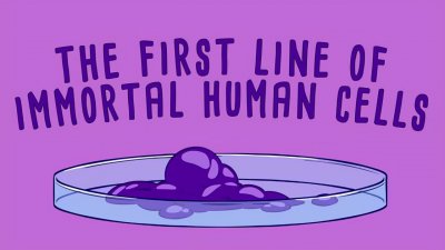 ​人类将实现永生？海拉细胞能无限分裂，如今已有5000万吨
