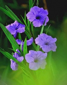 ​紫露草，看似平凡，实则备受尊崇