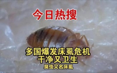 ​床虱你们认识吗？夜晚每次食用人血7分钟，快看看你们中招了吗？