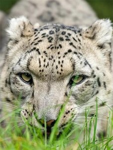 ​中亚吉尔吉斯斯坦随笔（雪豹）