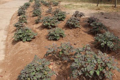 ​牡丹花夏天怎么养