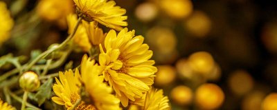 ​菊花的具体来历