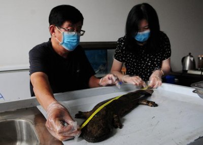 ​村民散步发现“怪鱼” 专家鉴定为国家二级保护动物娃娃鱼