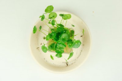 ​铜钱草根茎怎么水培