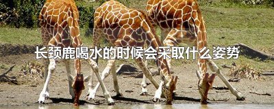 ​长颈鹿喝水的时候会采取什么姿势