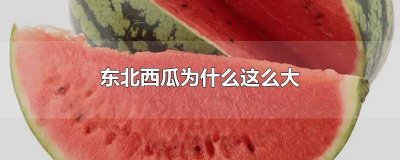 ​东北西瓜为什么这么大 东北大西瓜为啥那么大