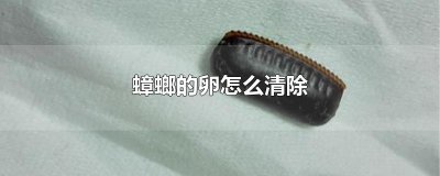 ​蟑螂的卵怎么清除