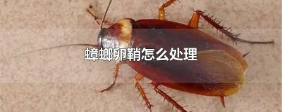 ​蟑螂卵鞘怎么处理