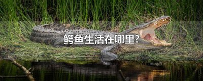 ​鳄鱼生活在哪里?图片 鳄鱼生活在哪里视频,鳄鱼生活在哪里视频 百度网盘