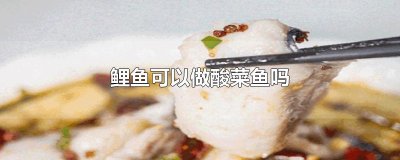 ​鲤鱼可以做酸菜鱼吗