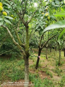 ​成活率最高的嫁接方法