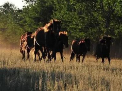 ​历朝历代都为何会出现缺少战马的现象？