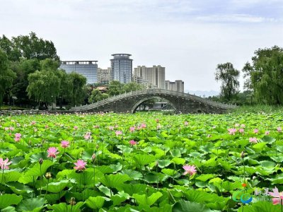 ​夏日赏公园之莱芜红石公园