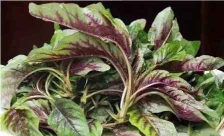 长寿菜怎么吃 长寿菜的营养