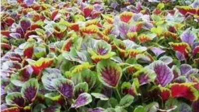 ​长寿菜怎么吃 长寿菜的营养