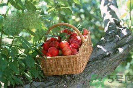 糖尿病可以吃李子吗？糖尿病吃李子好吗？