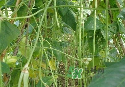 缸豆什么季节有？缸豆是几月的蔬菜