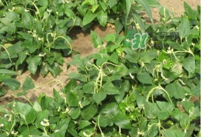 ​缸豆什么季节有？缸豆是几月的蔬菜