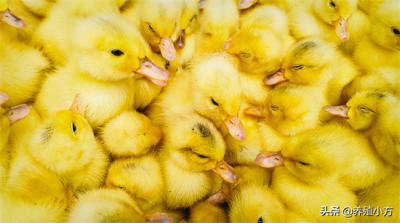 ​养小鸭子的注意事项（雏鸭的日常饲养管理，这几点需要我们注意）