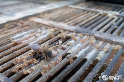 ​蜂胶价格一斤多少钱？蜂胶和蜂王浆有什么区别？