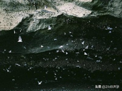 ​蝙蝠的回声定位策略：密集的群体如何避免空中相撞