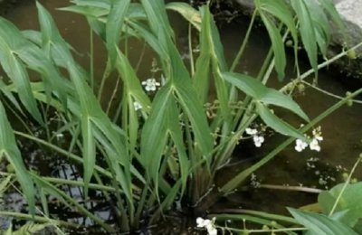 ​乡村有1宝，名驴耳朵草，名字奇异外形却普通，谁知它是珍贵药草