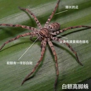 ​你家里出现过这两种昆虫吗？你觉得哪种更让你毛骨悚然？