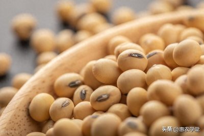 ​新季大豆上市，现在大豆价格多少钱一斤？9月份大豆行情走势预测