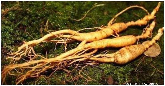 清朝禁封长白山200多年,它隐藏了多少秘密?三个原因道明真相